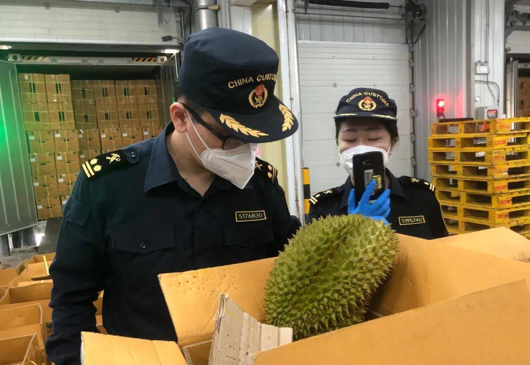 有口福啦~6000吨进口新鲜榴莲运抵广州还有山竹椰子……半岛平台官网入口(图2)